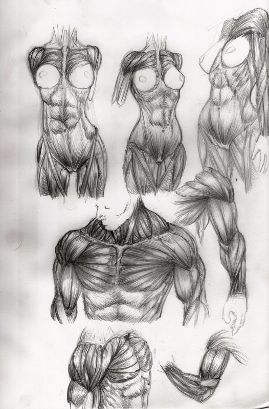 etude anatomie muscle 2