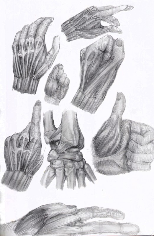 étude anatomique main