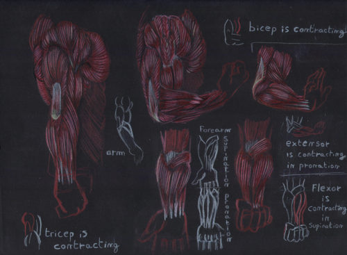 Illustrateur à Lyon, crayon de couleurs, croquis anatomie