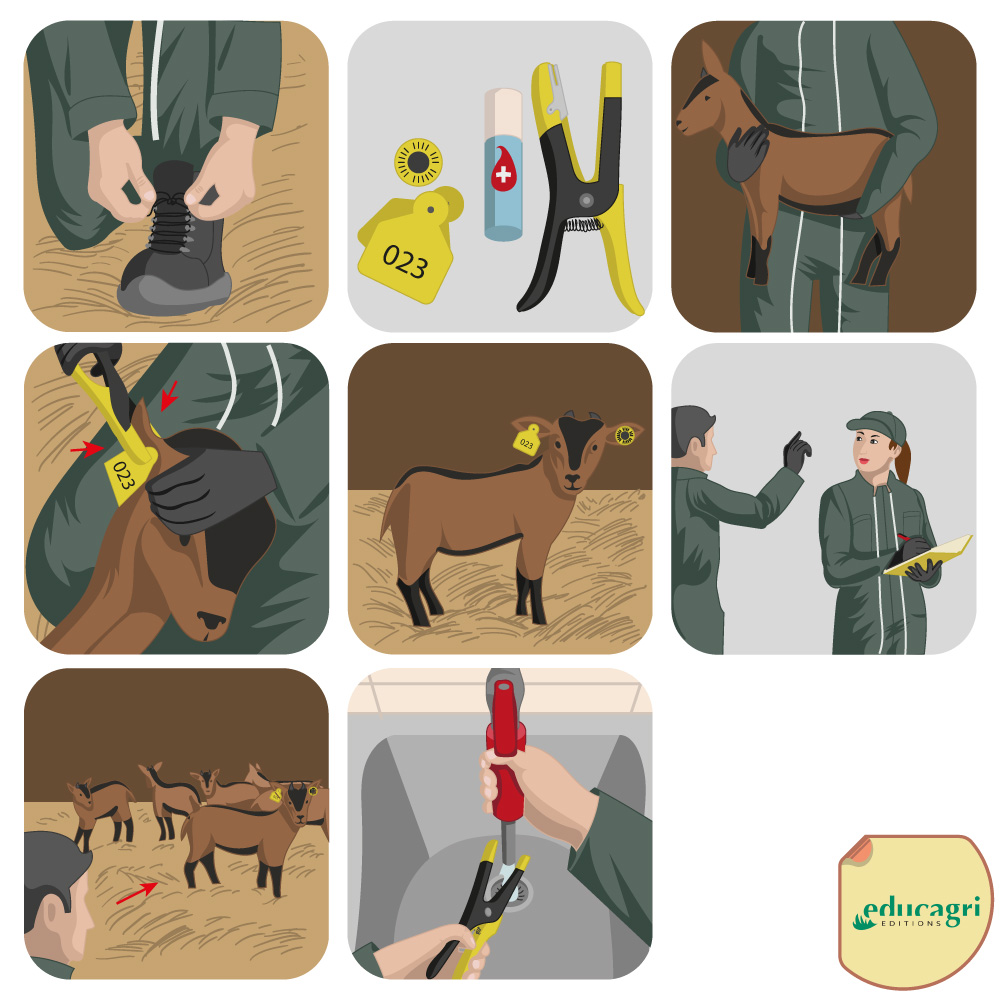 Vignette du portfolio Manuel scolaire zootechnie